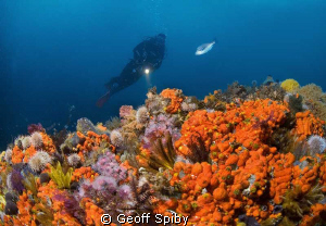 the rich life on Batsata reef, False bay, Cape Town by Geoff Spiby 